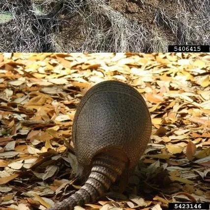thumbnail for publication: How to Identify the Wildlife Species Responsible for Damage in Your Yard
